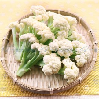 白花菜